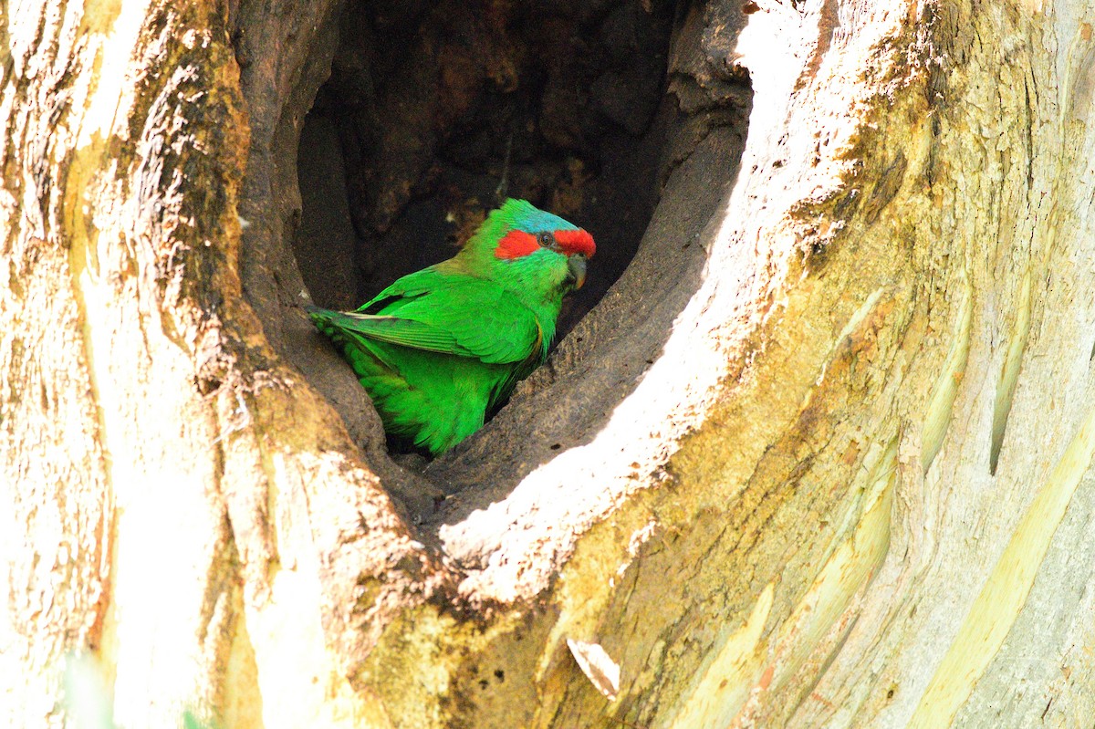 Musk Lorikeet - ML564170531