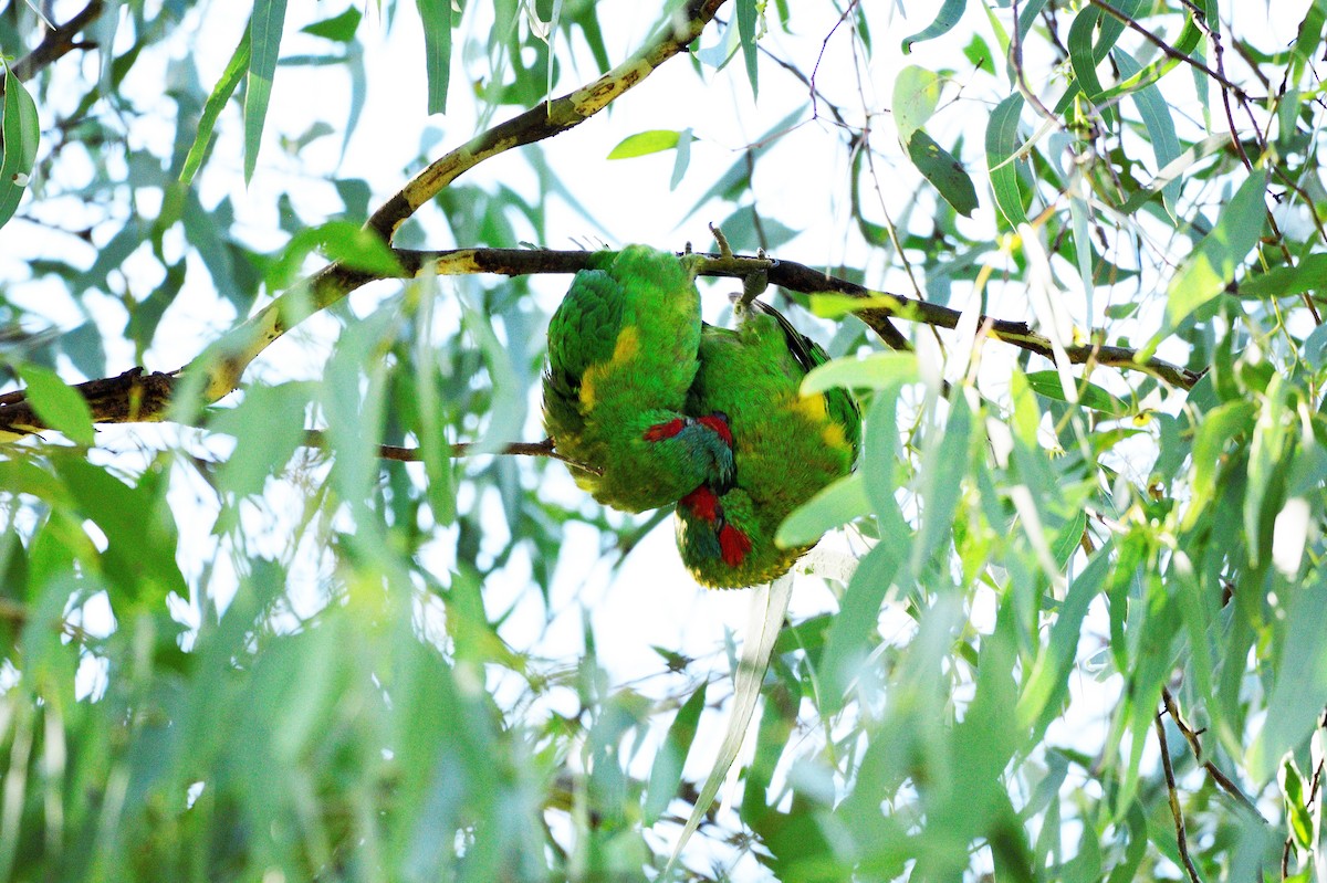 Musk Lorikeet - ML564170831