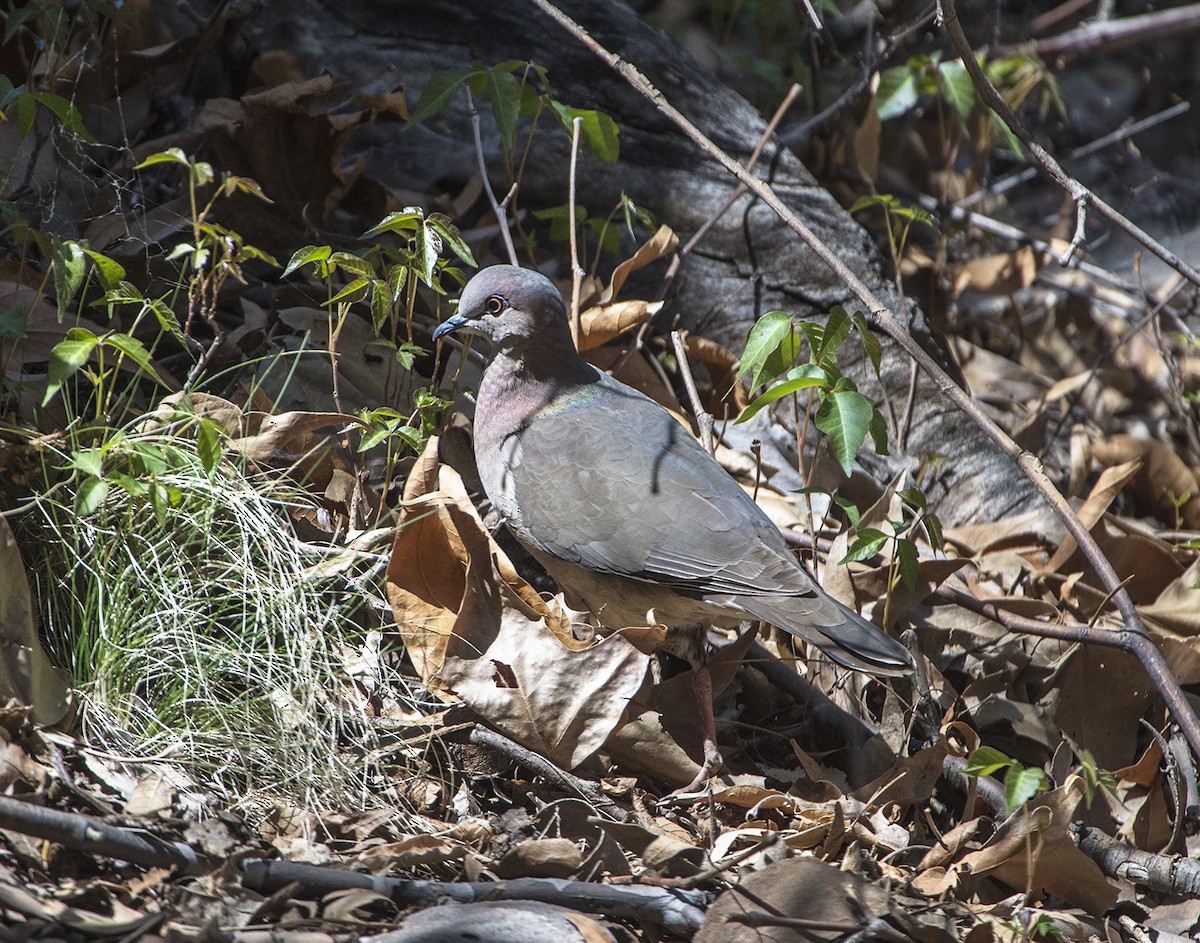 White-tipped Dove - ML564172231