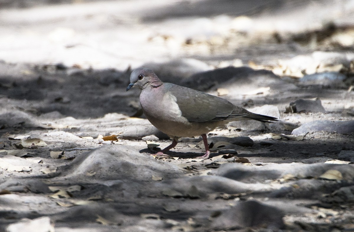 White-tipped Dove - ML564172271