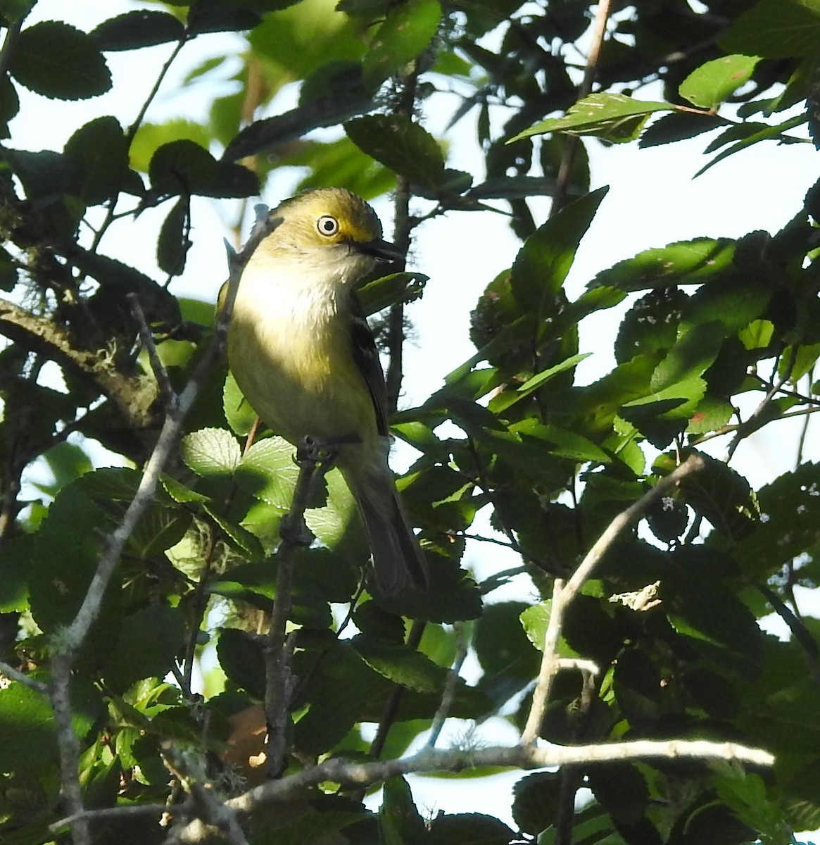 White-eyed Vireo - Carol Morgan