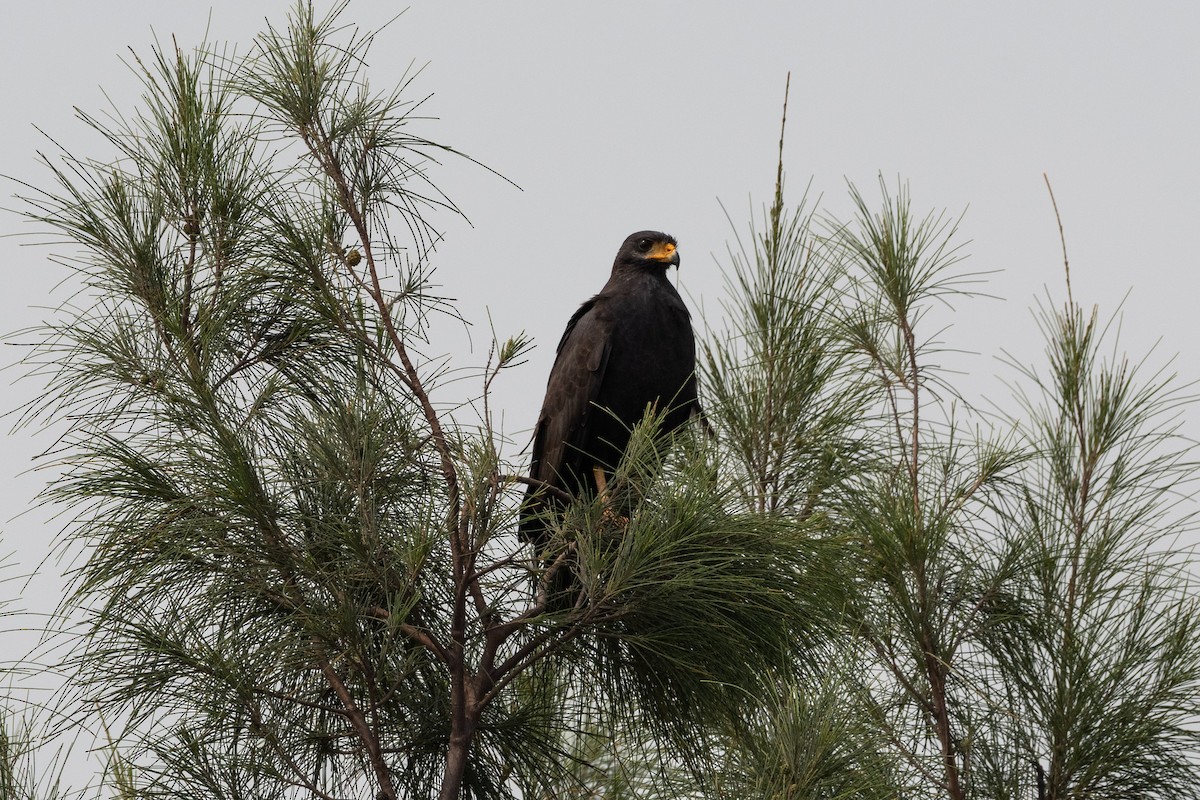 Krabbenbussard - ML564174401