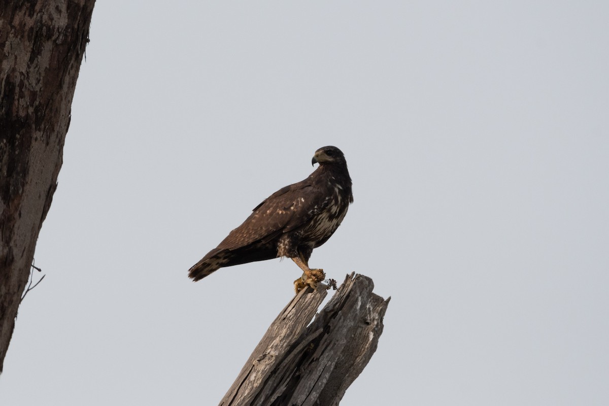 Common Black Hawk - Ivani Martínez Paredes