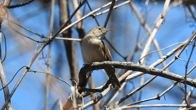 Northern House Wren - ML564175461