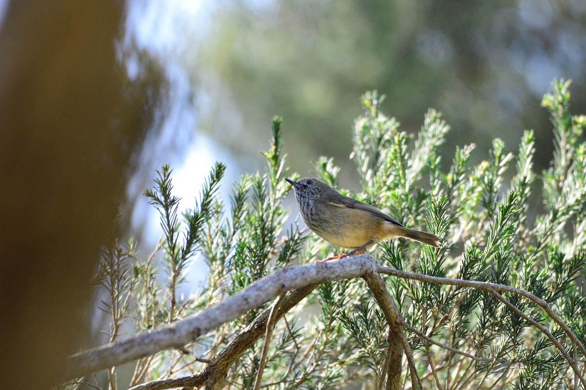 Brown Thornbill - ML564176481