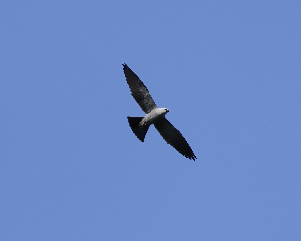 Mississippi Kite - ML564177861