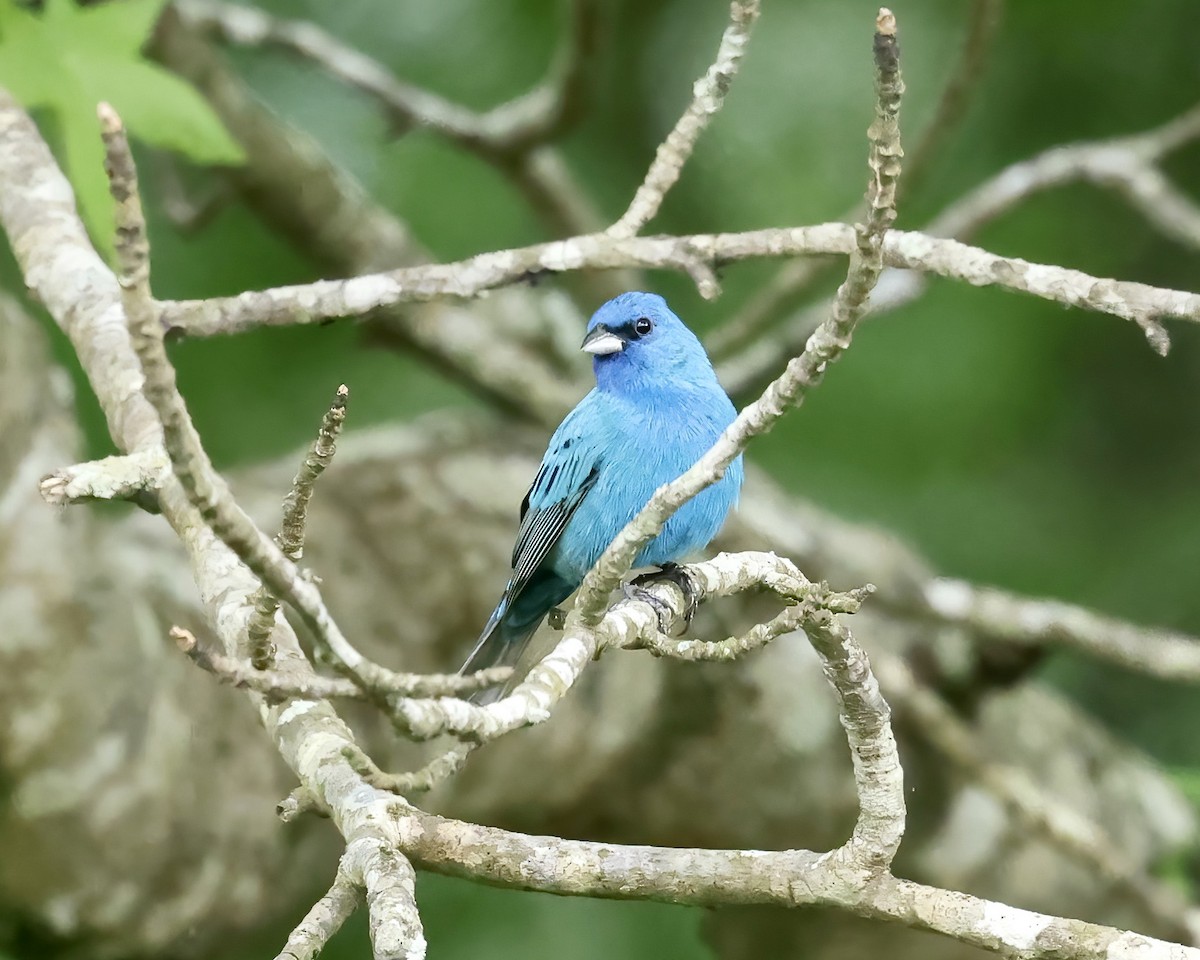 Indigo Bunting - ML564178151