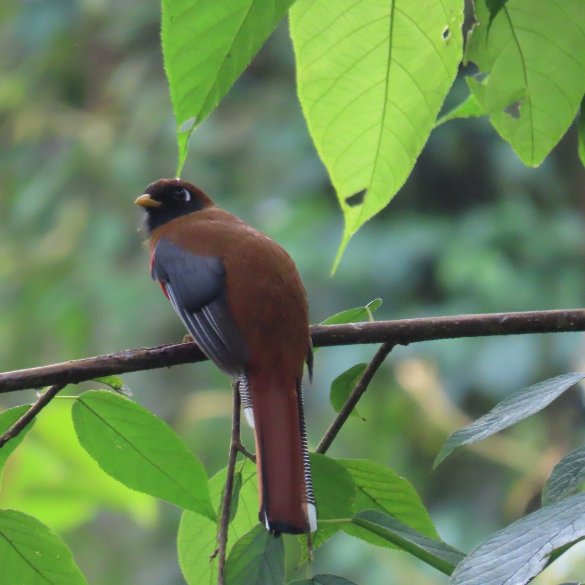 Masked Trogon - ML564178521