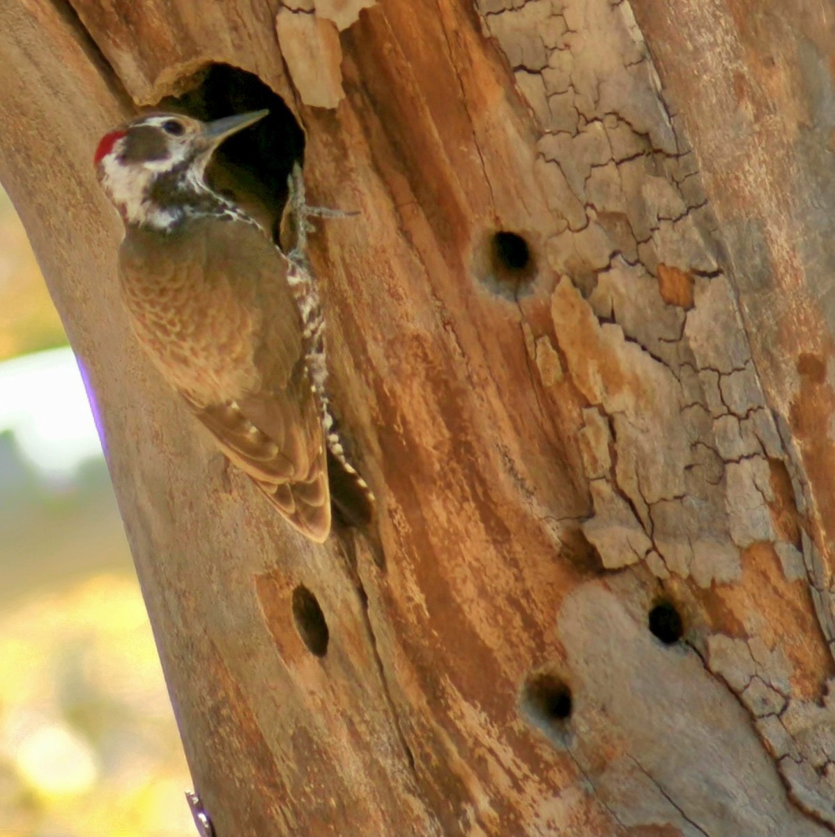 Arizona Woodpecker - ML564179221