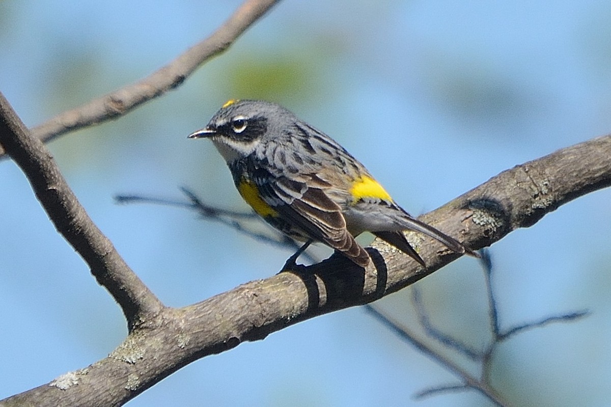 Yellow-rumped Warbler - ML564179831