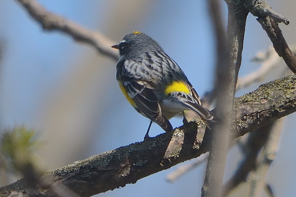 Yellow-rumped Warbler - ML564179861
