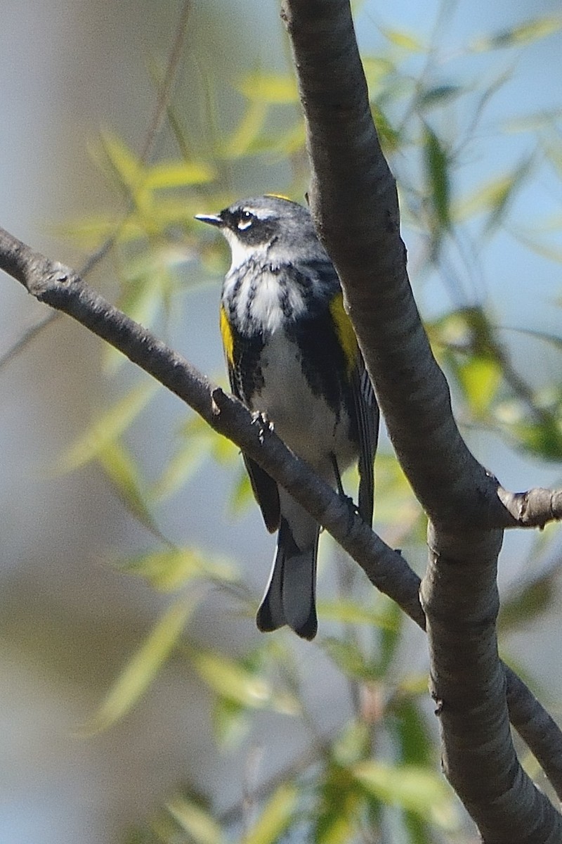 Yellow-rumped Warbler - ML564179871