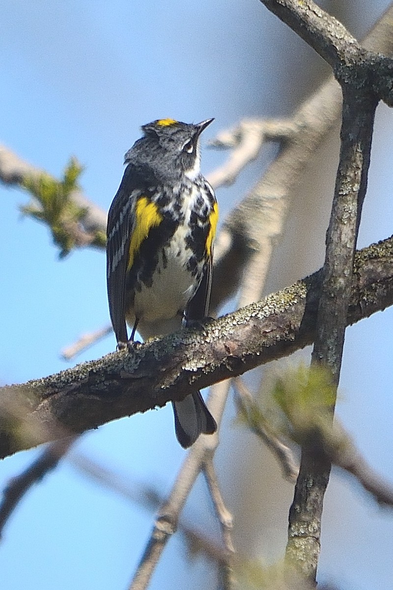 Yellow-rumped Warbler - ML564179881