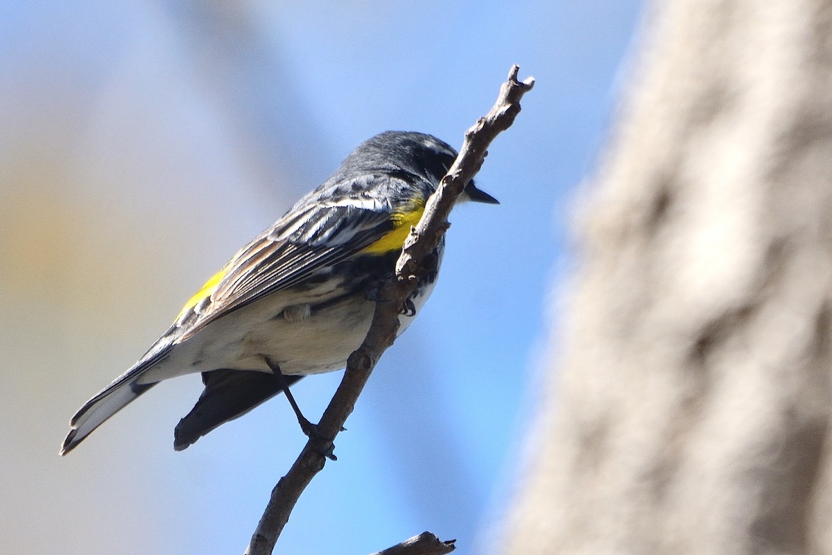 Yellow-rumped Warbler - ML564179901