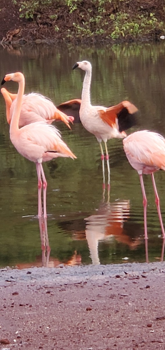 Chilean Flamingo - ML564180211