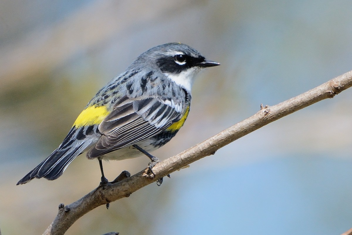 Yellow-rumped Warbler - ML564181071