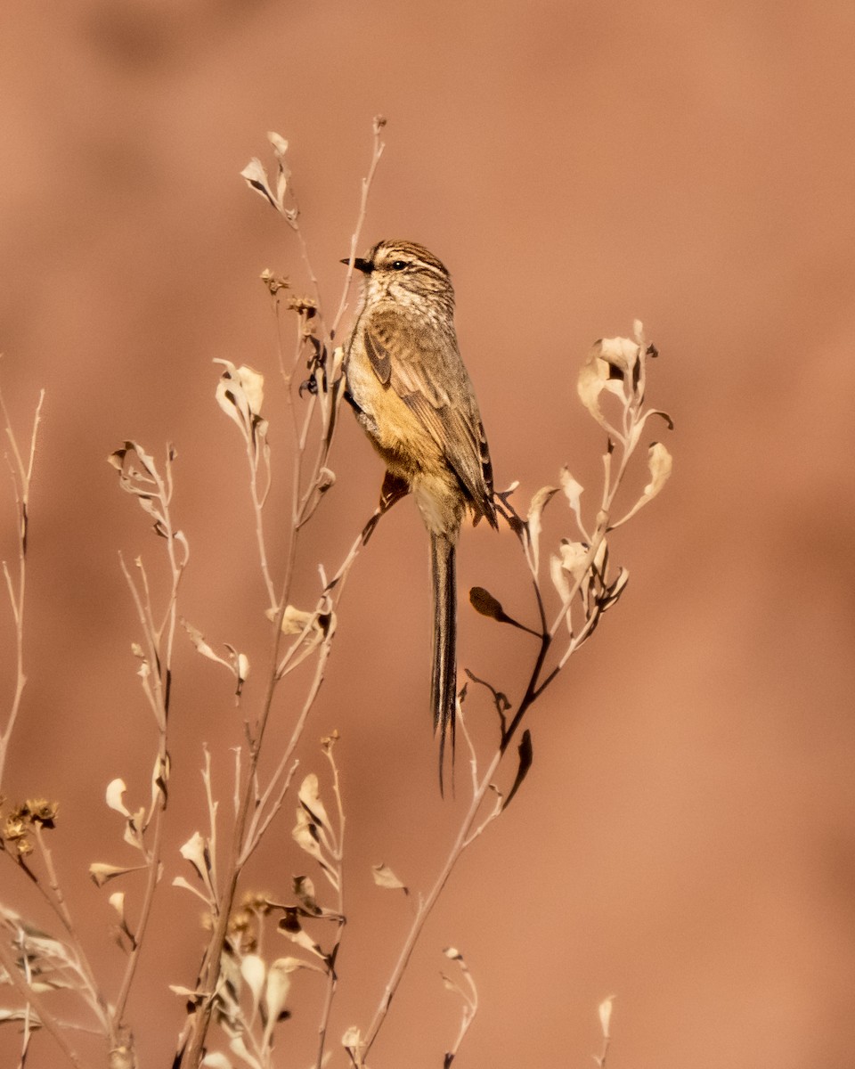 Plain-mantled Tit-Spinetail - ML564181791