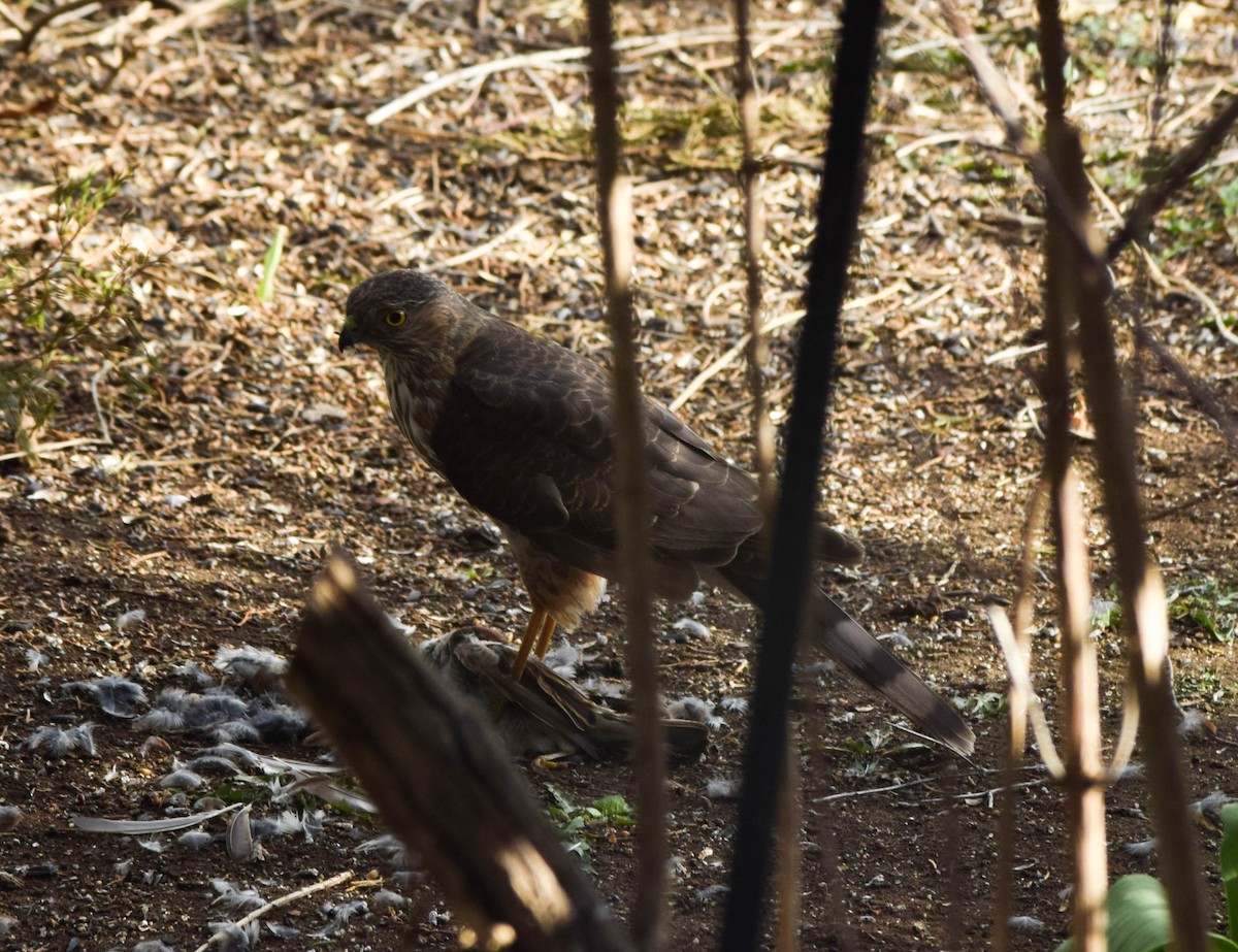 Sharp-shinned Hawk - ML564182241