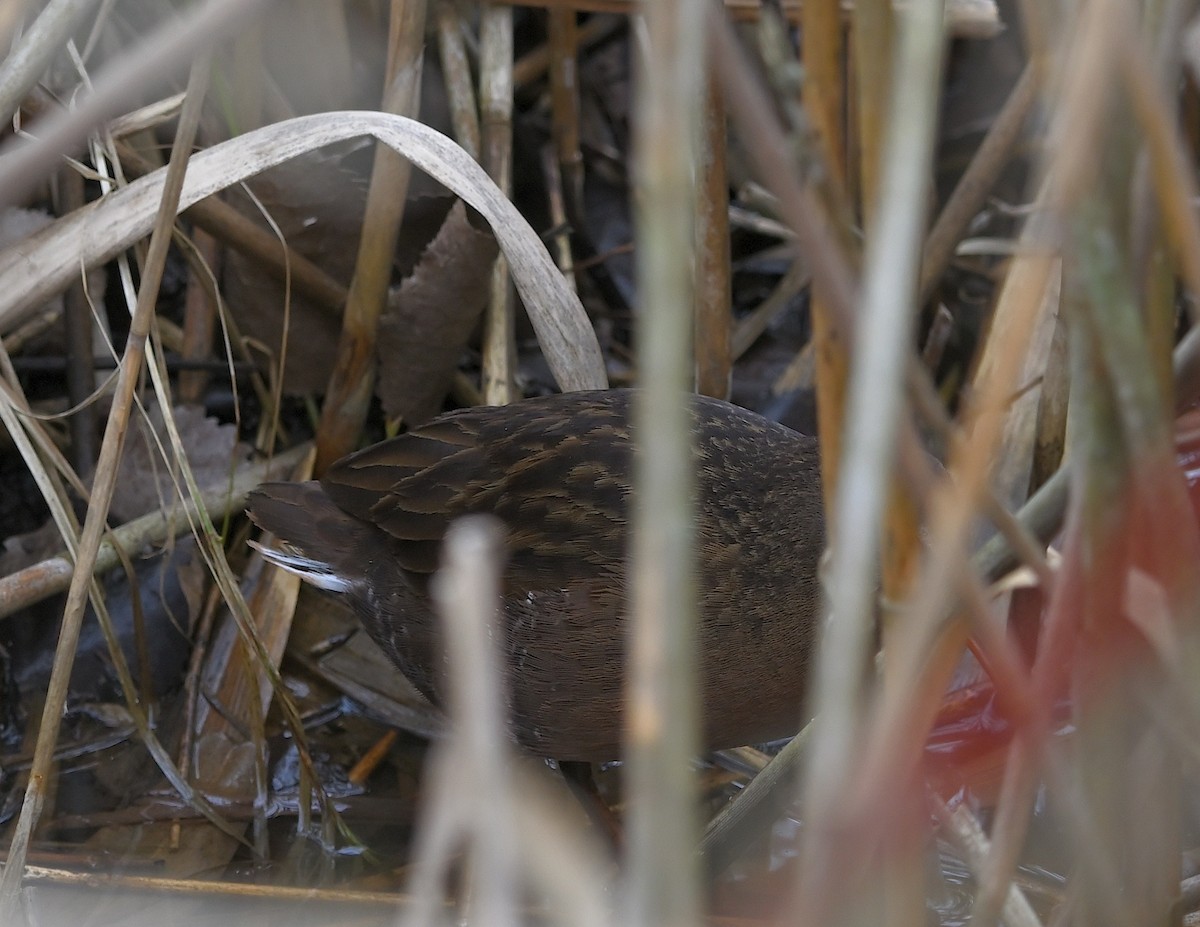 Virginia Rail - ML564182311