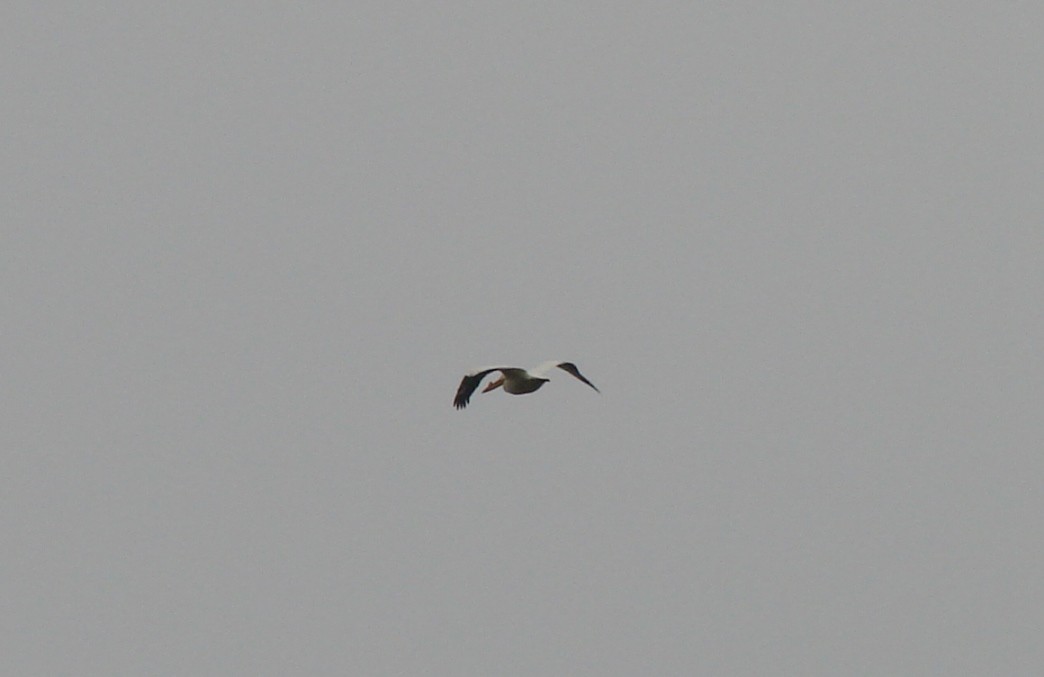 American White Pelican - ML56418271