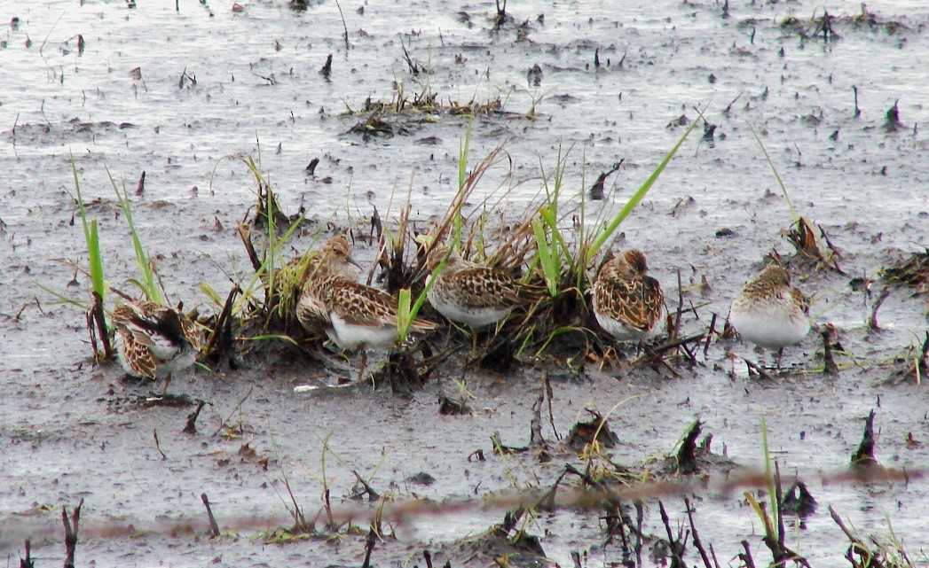 Wiesenstrandläufer - ML56418421