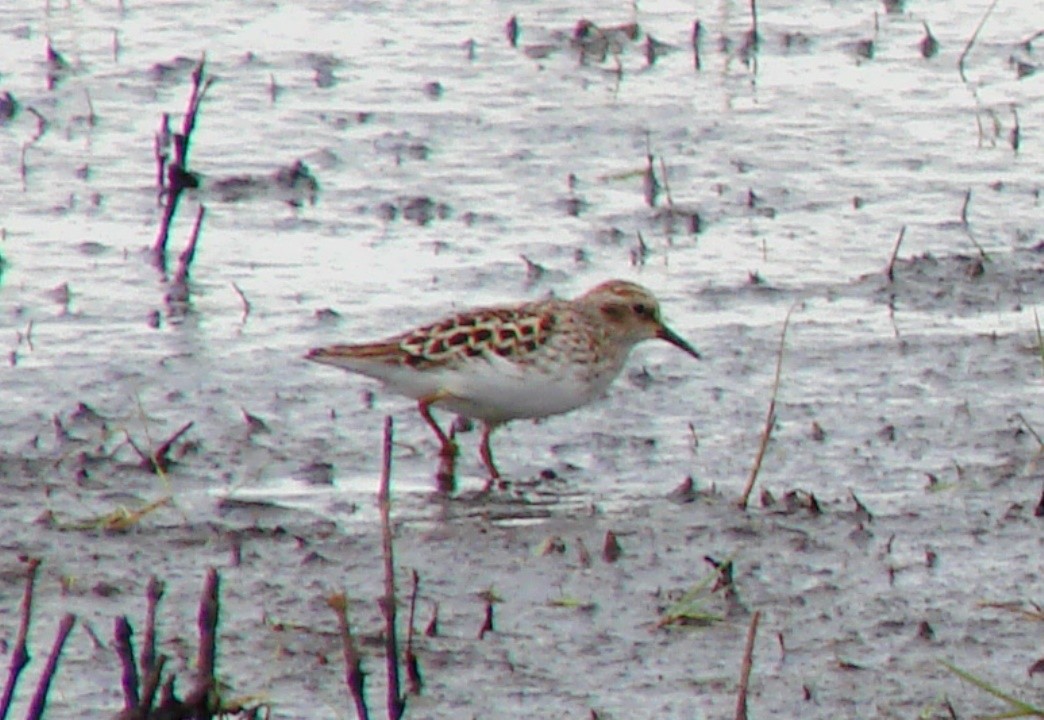 Least Sandpiper - ML56418441