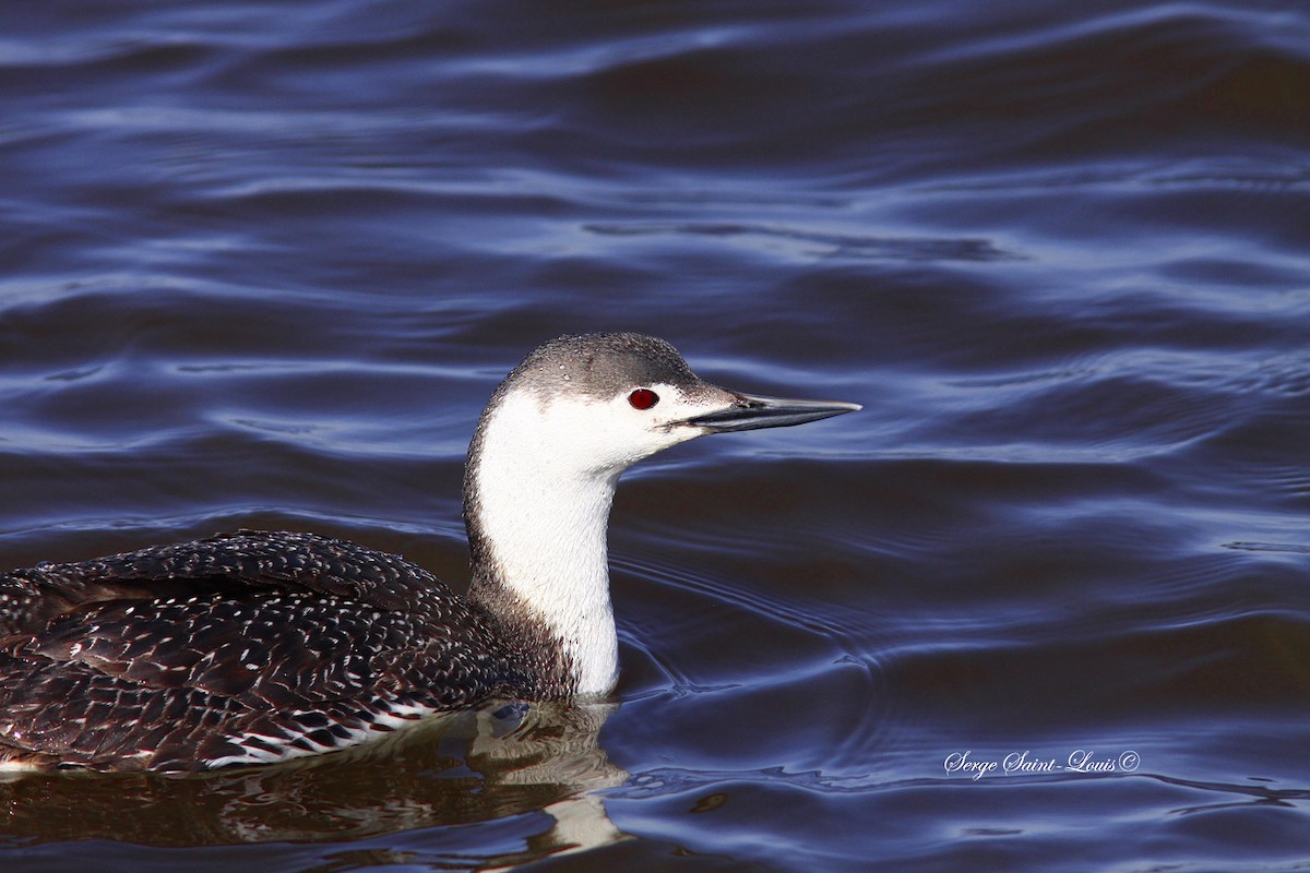 Red-throated Loon - ML564185211