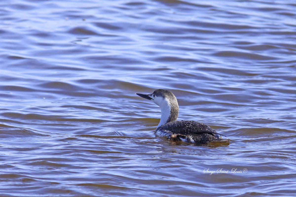 Red-throated Loon - ML564185221