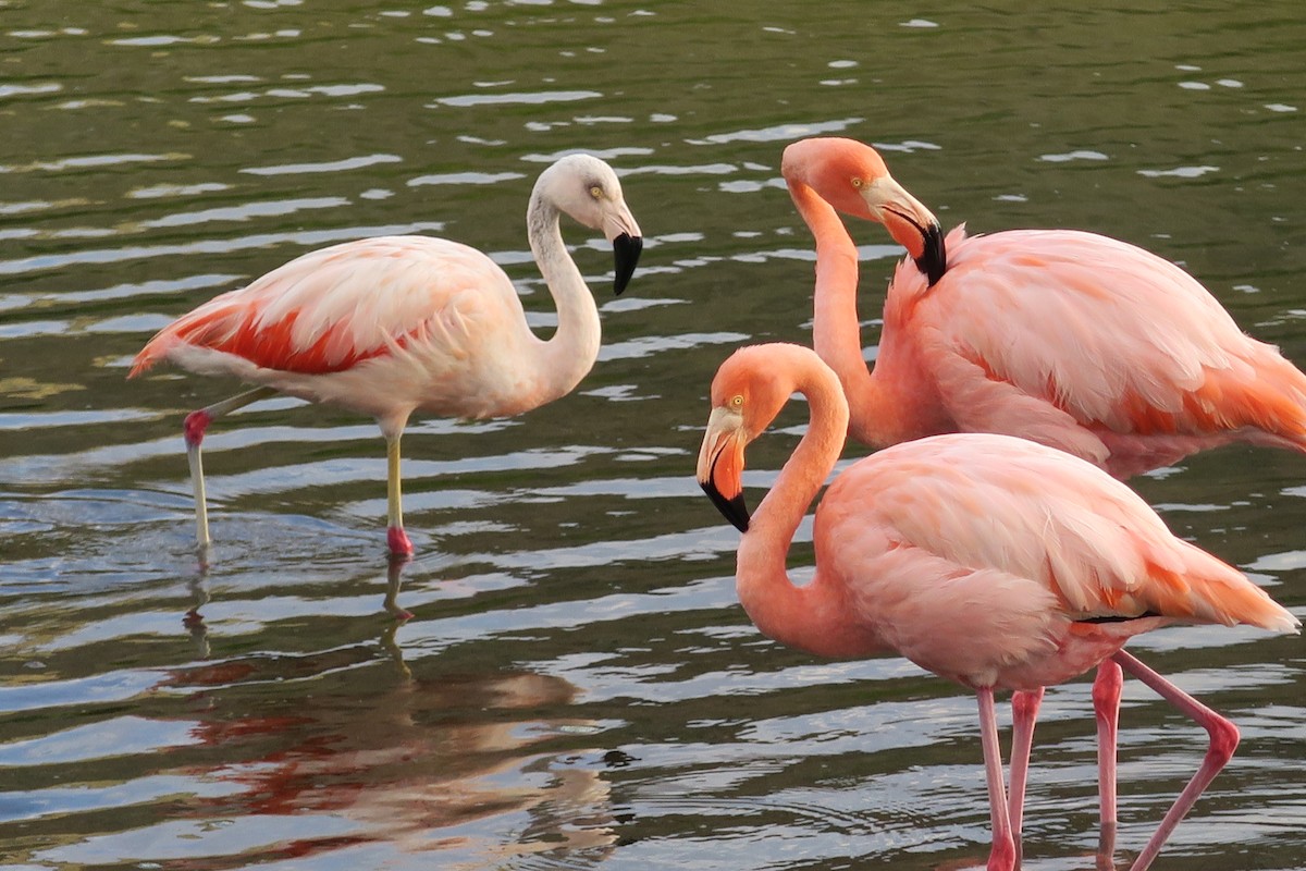 Chilean Flamingo - ML564185341