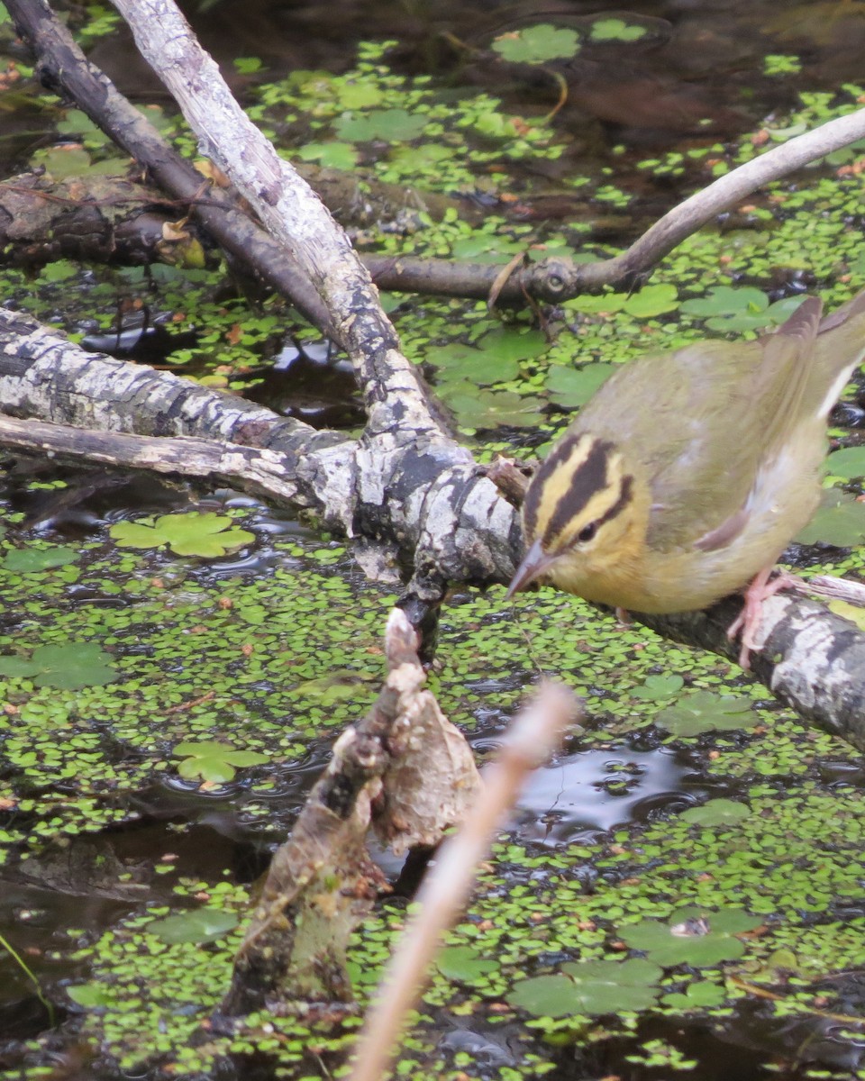 Worm-eating Warbler - ML564186071