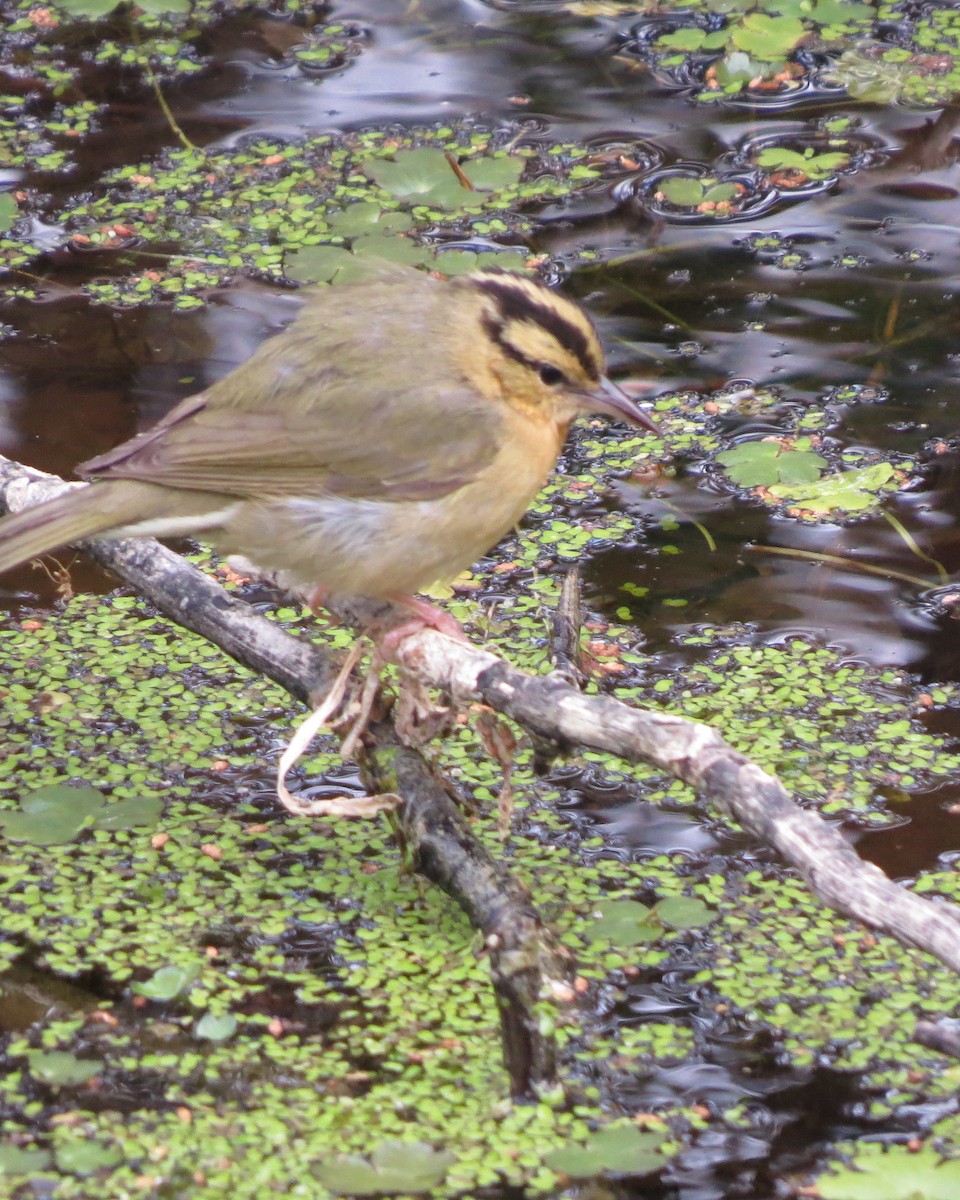 Worm-eating Warbler - ML564186081