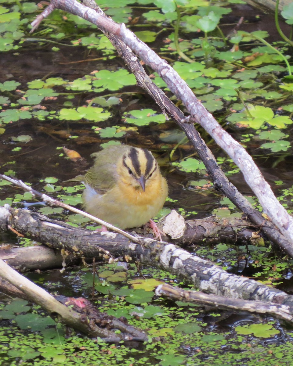 Worm-eating Warbler - Henry Armknecht