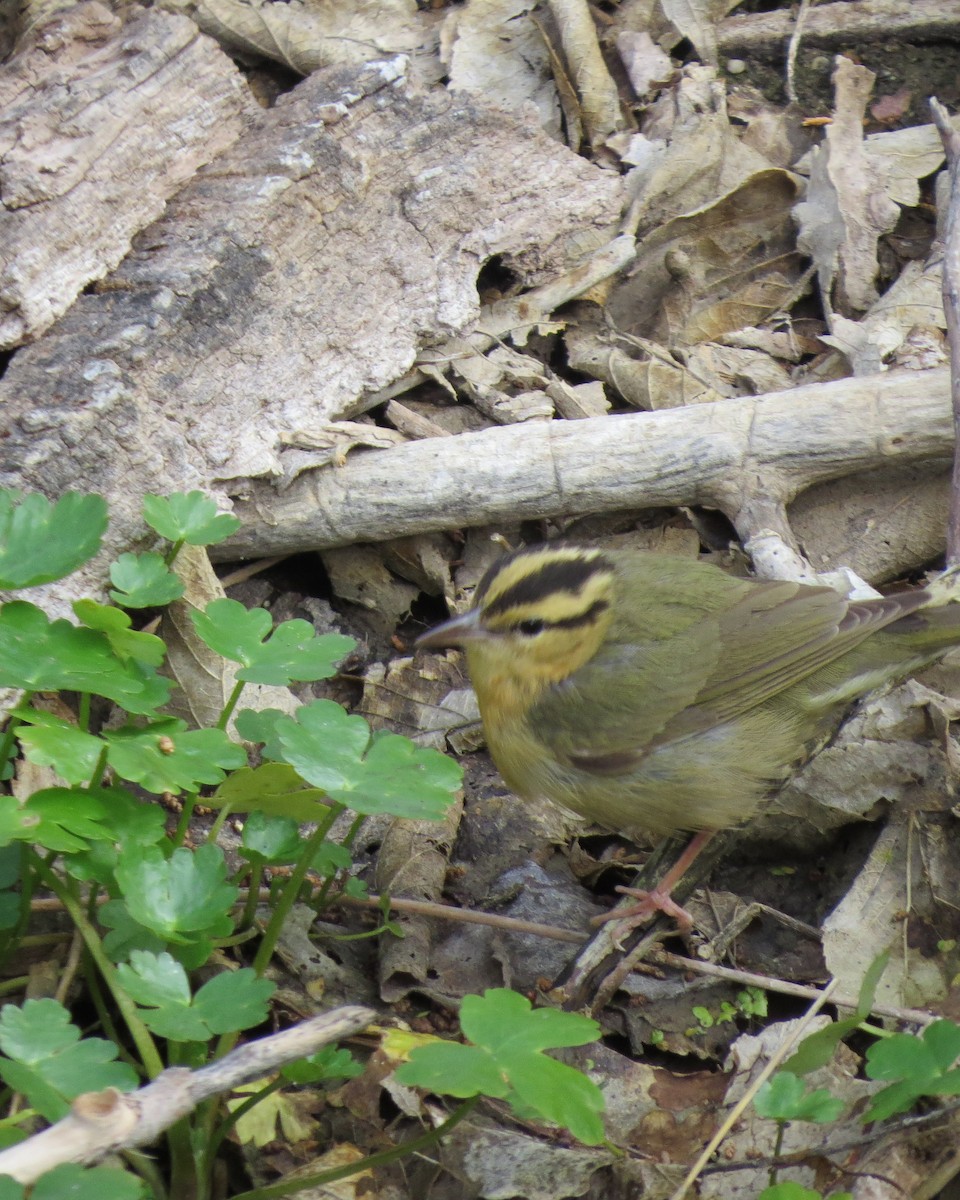 Worm-eating Warbler - ML564186101