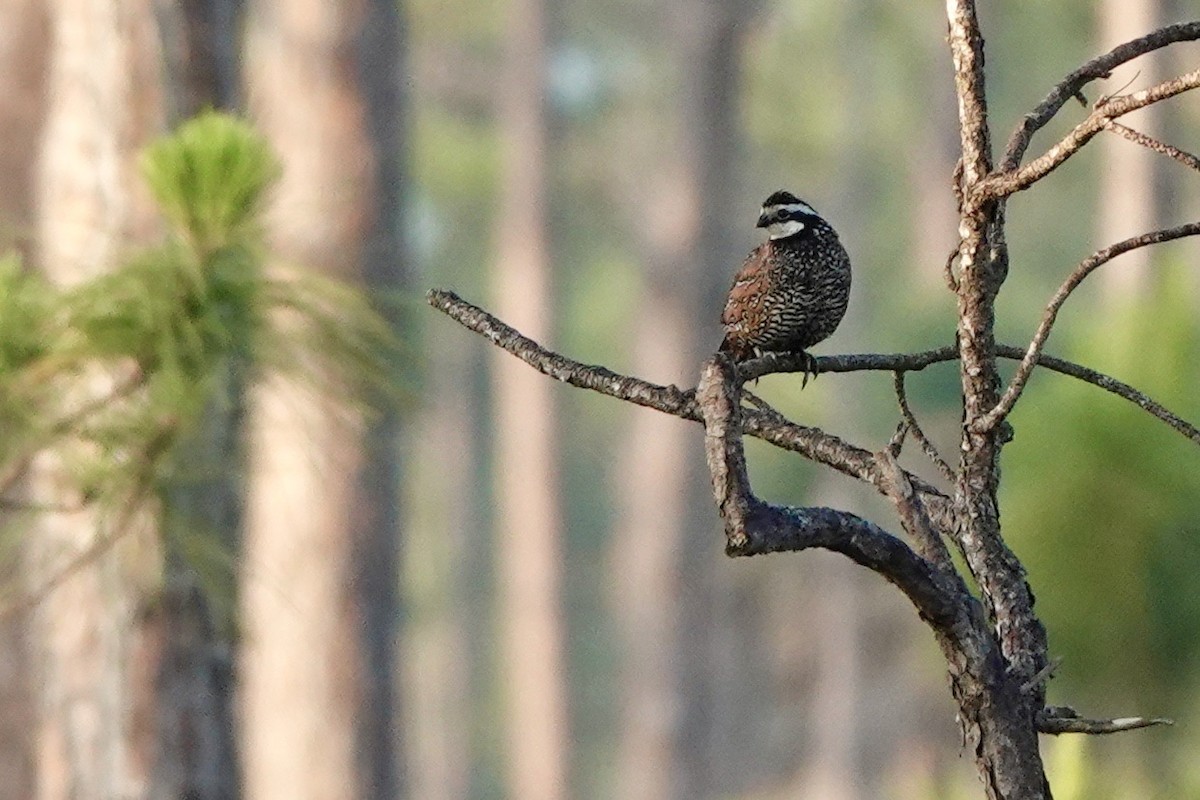 Northern Bobwhite - Fleeta Chauvigne