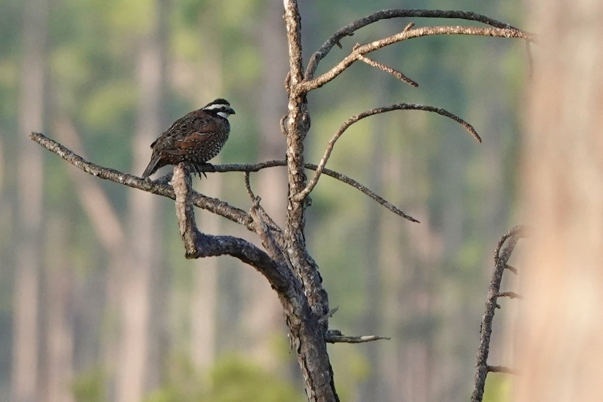 Northern Bobwhite - Fleeta Chauvigne