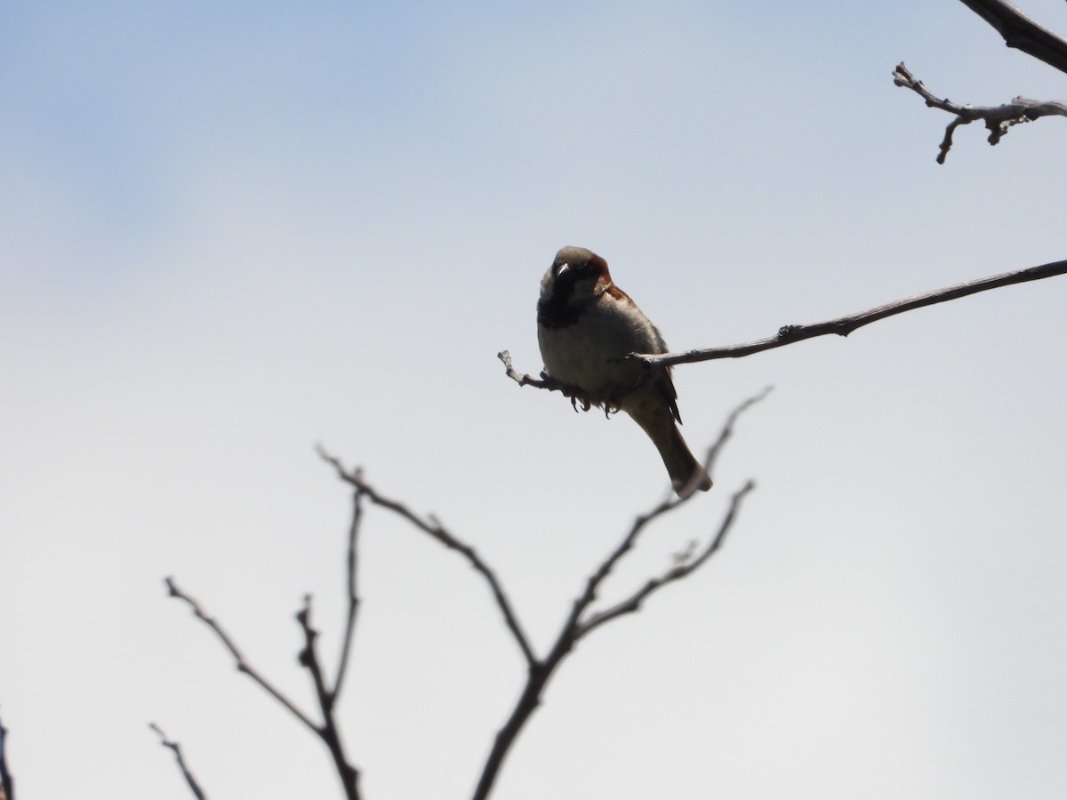 House Sparrow - ML564186881