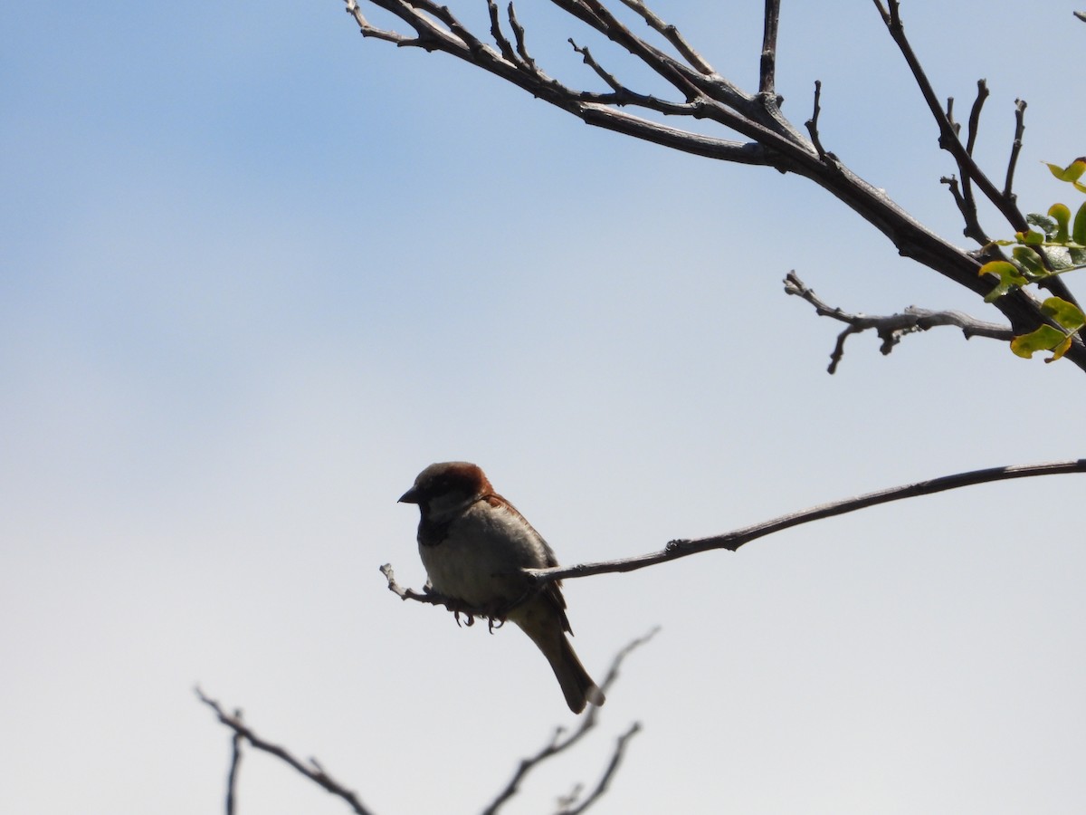 House Sparrow - ML564186891