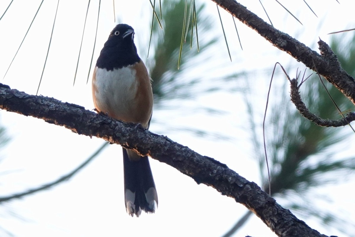 Eastern Towhee - ML564187361