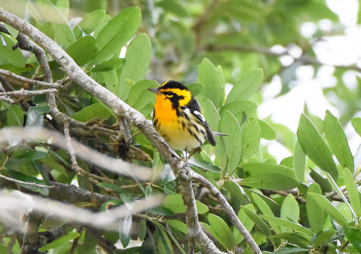 Blackburnian Warbler - Erik Johnson