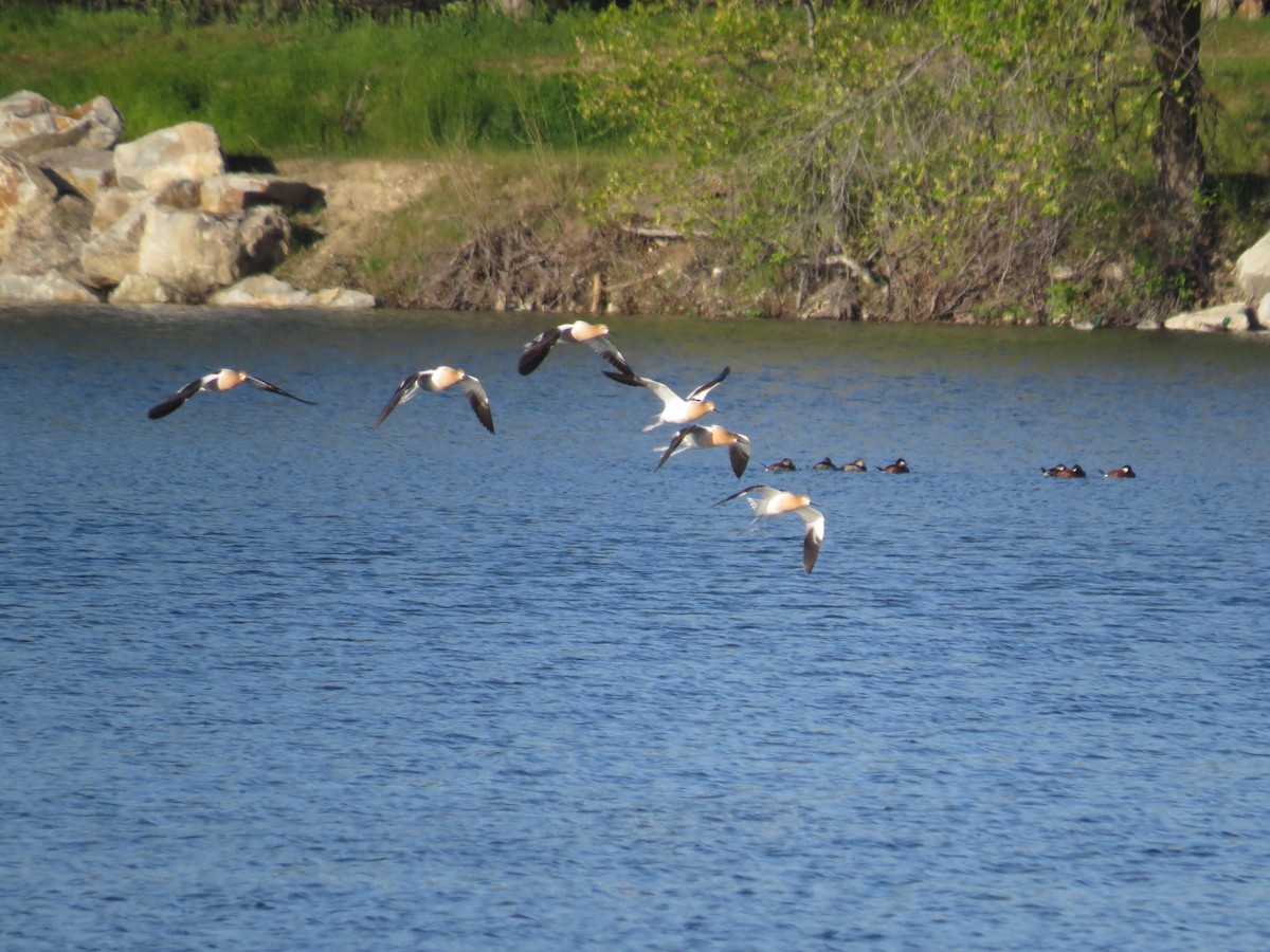 Avoceta Americana - ML56418851