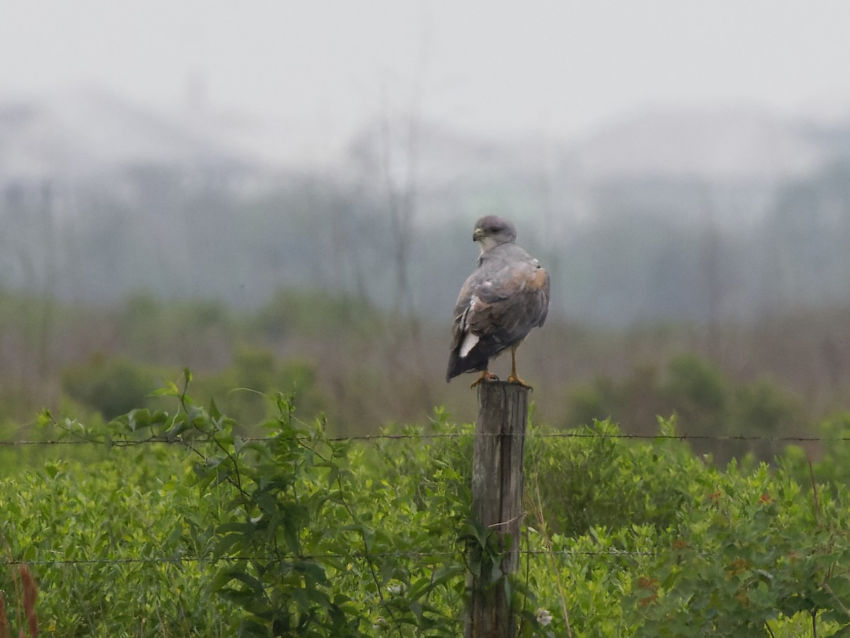 White-tailed Hawk - ML564188731