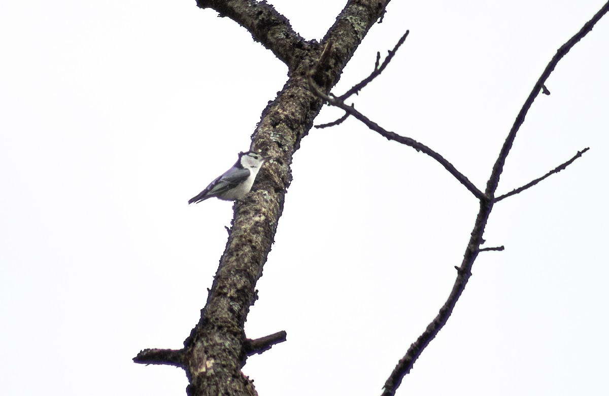 White-breasted Nuthatch - ML564189071