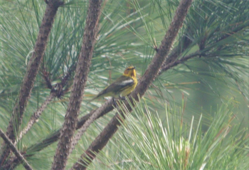 Cape May Warbler - ML564189101