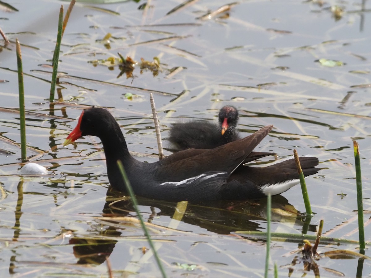 Common Gallinule - ML564189161