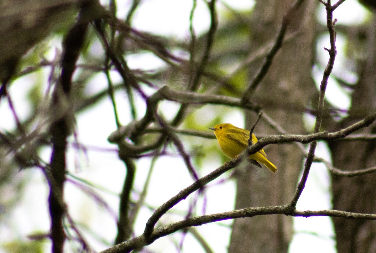 Yellow Warbler (Northern) - ML564189171