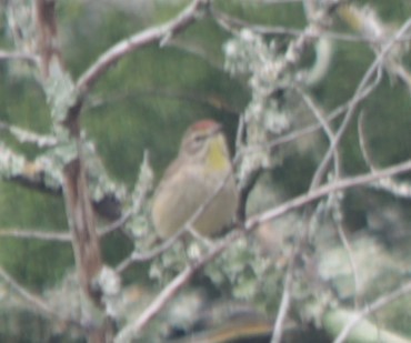 Palm Warbler (Western) - ML564189251