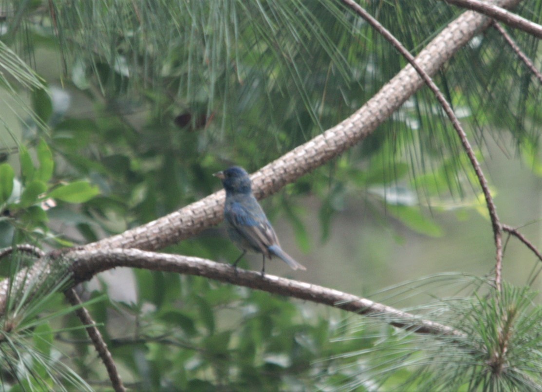 Indigo Bunting - Bruce Jones