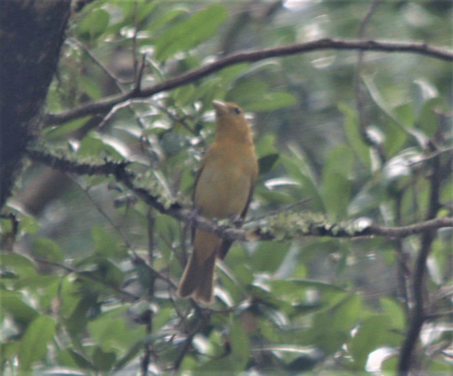 Summer Tanager - ML564189331