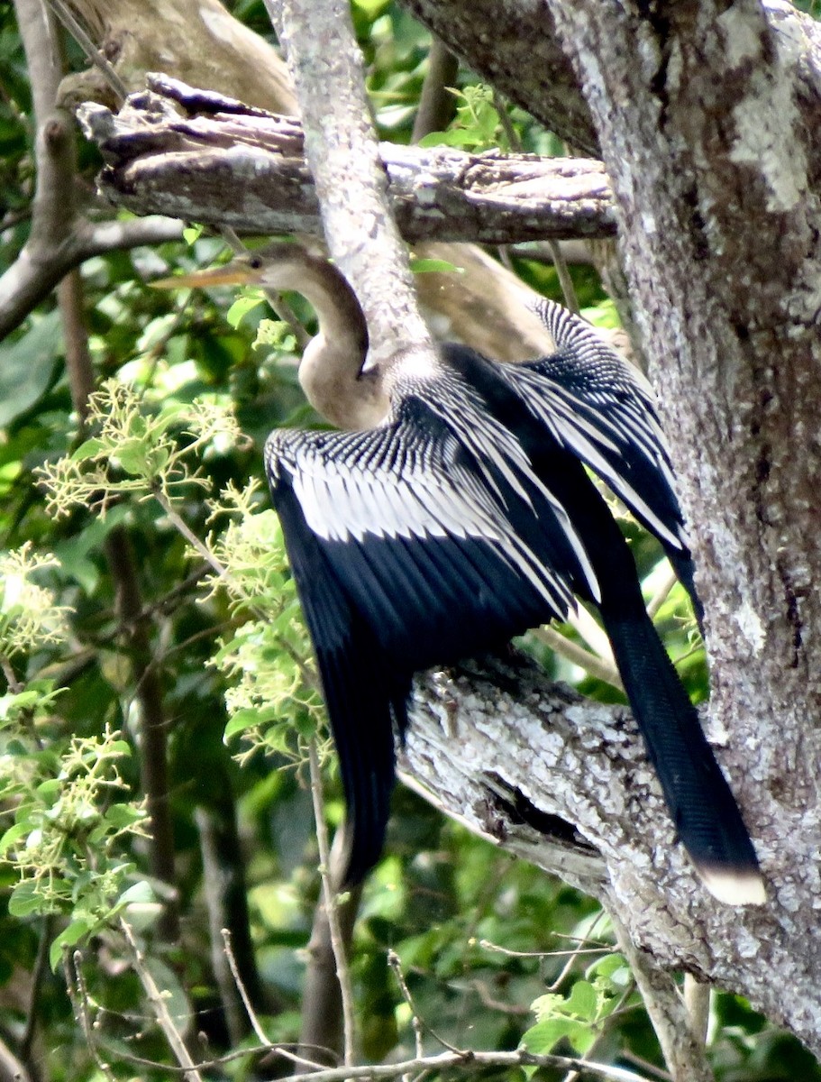 Anhinga d'Amérique - ML564191171