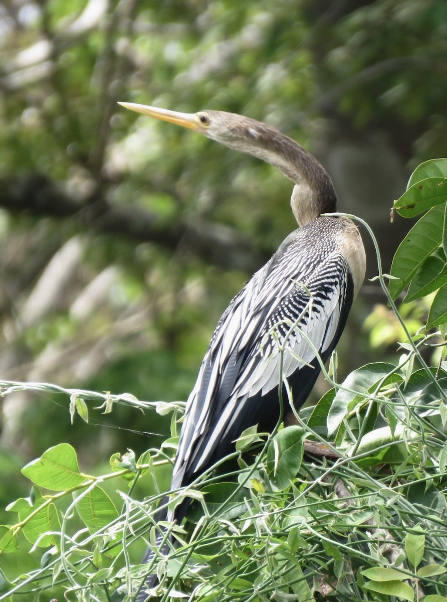 Anhinga - Carlos Sanguinetti